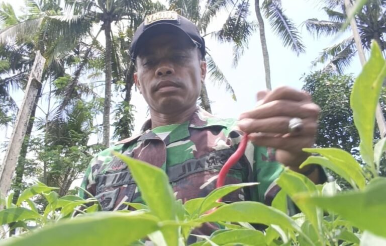 ‎Haru, Serda Israil Turun Bersama Petani Panen Cabai di Lebakharjo