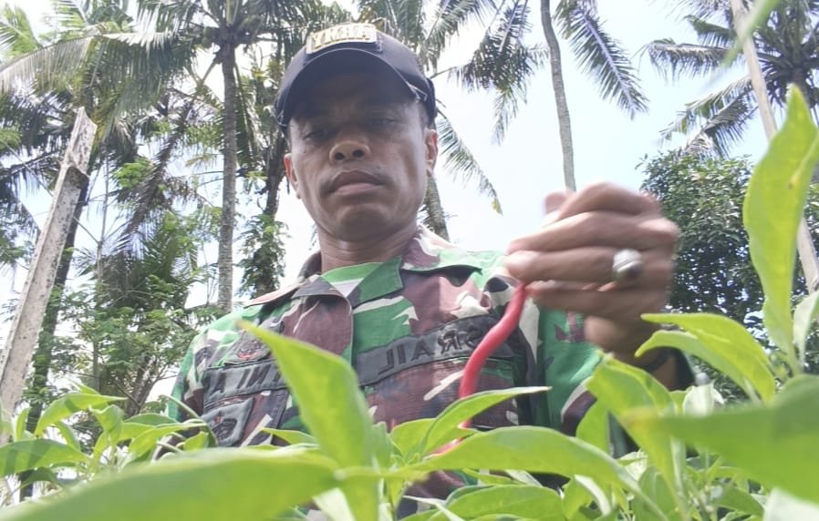 Haru, Serda Israil Turun Bersama Petani Panen Cabai di Lebakharjo