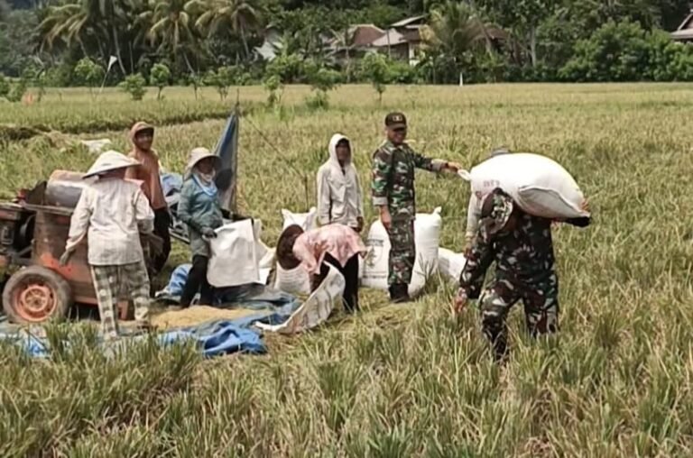 bahu-membahu membantu proses dores padi (perontokan padi) di hamparan sawah Desa Lebakharjo