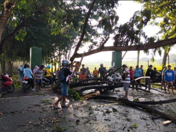 Tertimpa Dahan Trembesi di Jalur Situbondo–Banyuwangi, Dua Pekerja Dievakuasi Cepat Babinsa dan Warga