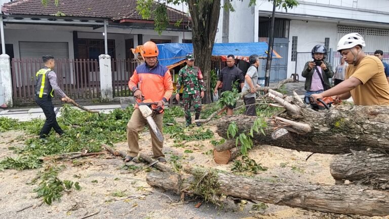 Aksi Cepat Babinsa Sertu Arief Suherman Bantu Evakuasi Pohon Tumbang di Jalur Utama Rogojampi