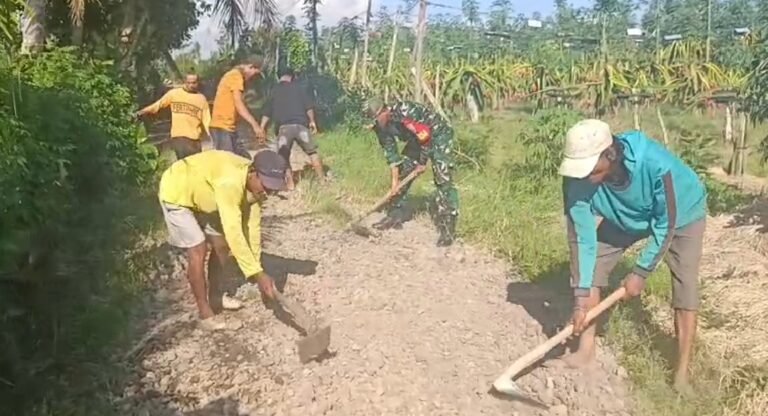 Babinsa Kecamatan Siliragung membantu perbaikan akses jalan dan panen buah naga